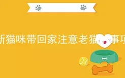 新猫咪带回家注意老猫的事项