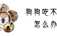 狗狗吃不胖怎么办