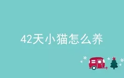 42天小猫怎么养