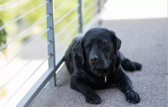 狗狗有弓形虫的表现 家有孕妇要小心