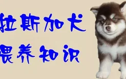 阿拉斯加犬喂养知识有哪些