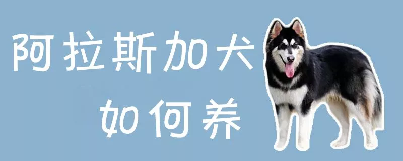 阿拉斯加犬如何养1