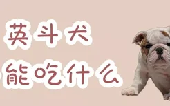 英斗犬不能吃什么