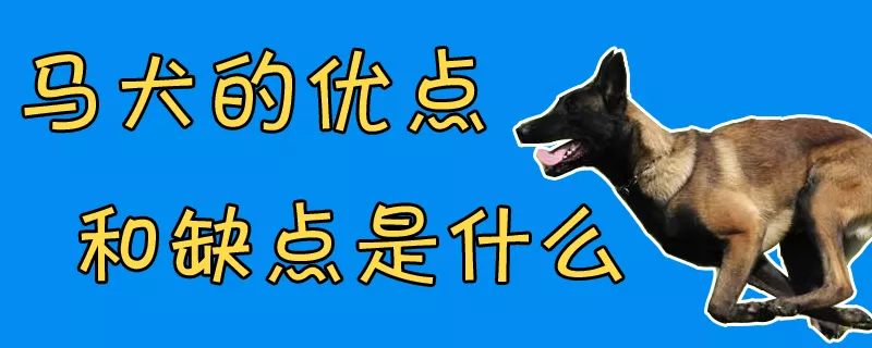 马犬的优点和缺点是什么