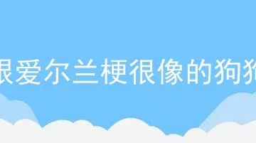 跟爱尔兰梗很像的狗狗