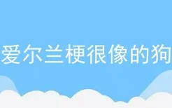 跟爱尔兰梗很像的狗狗