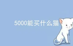 5000能买什么猫