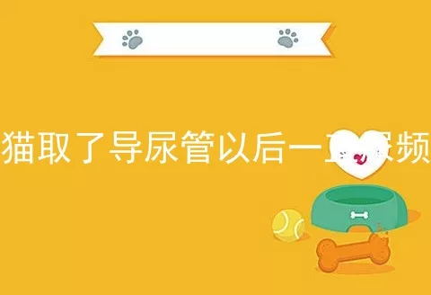 猫取了导尿管以后一直尿频