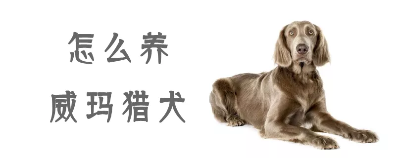 怎么养威玛猎犬