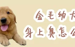 金毛幼犬身上臭怎么办