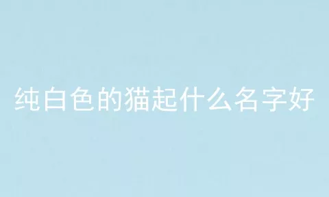 纯白色的猫起什么名字好