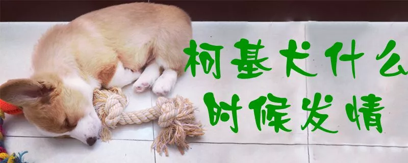 柯基犬什么时候发情1