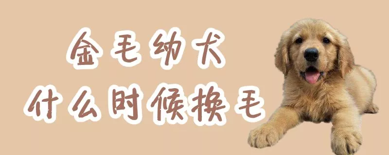 金毛幼犬什么时候换毛