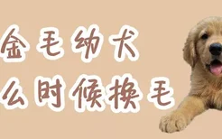 金毛幼犬什么时候换毛