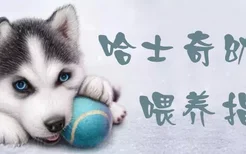 哈士奇幼犬喂养指南