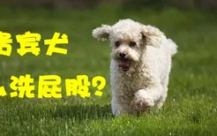 贵宾犬怎么洗屁股