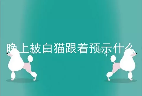 晚上被白猫跟着预示什么