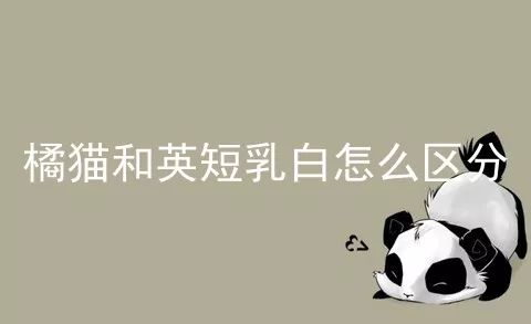 橘猫和英短乳白怎么区分