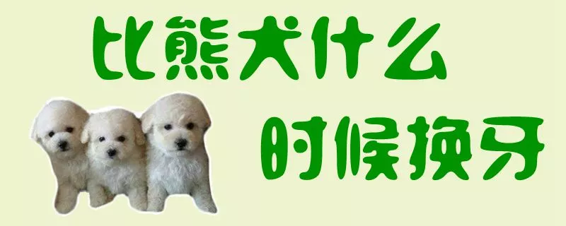 比熊犬什么时候换牙1