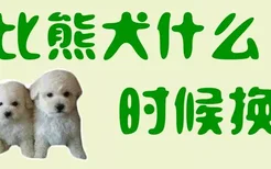 比熊犬什么时候换牙