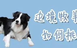 边境牧羊犬如何挑选