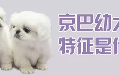 京巴幼犬特征是什么