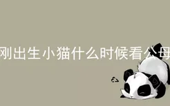 刚出生小猫什么时候看公母