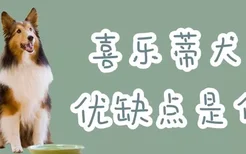 喜乐蒂犬的优缺点是什么