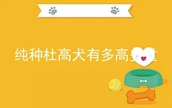 纯种杜高犬有多高多重