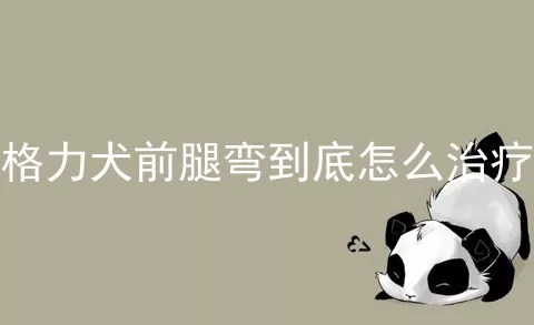 格力犬前腿弯到底怎么治疗