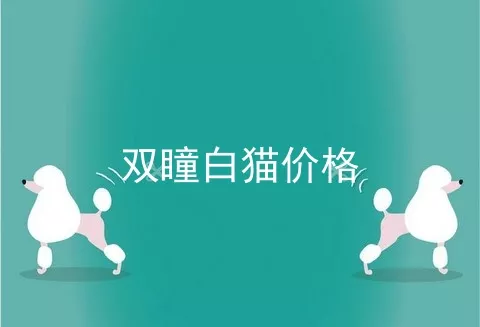 双瞳白猫价格