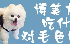 博美犬吃什么对毛色好