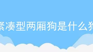 紧凑型两厢狗是什么狗