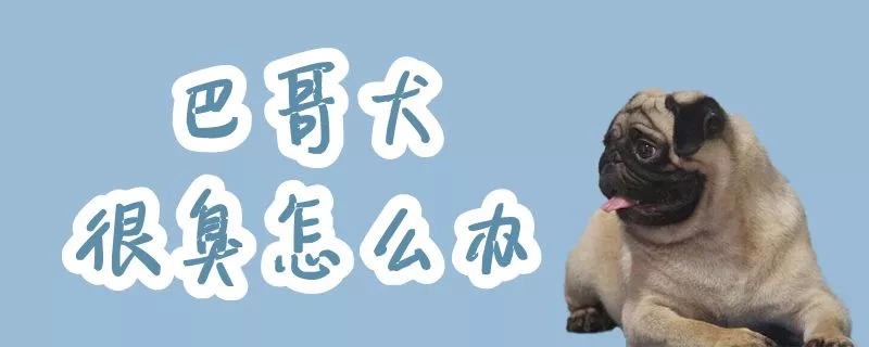 巴哥犬很臭怎么办