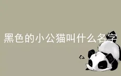 黑色的小公猫叫什么名字