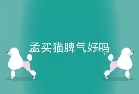 孟买猫脾气好吗