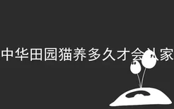 中华田园猫养多久才会认家