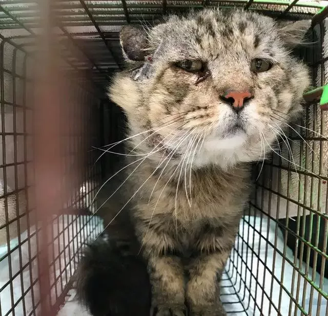 猫的年龄怎么计算(猫的年龄怎么算一岁相当于人类几岁)