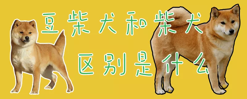 豆柴犬和柴犬区别是什么