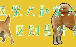 豆柴犬和柴犬区别是什么