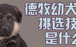 德牧幼犬挑选技巧是什么