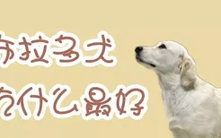 拉布拉多犬吃什么最好