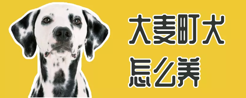 大麦町犬怎么养