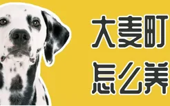 大麦町犬怎么养