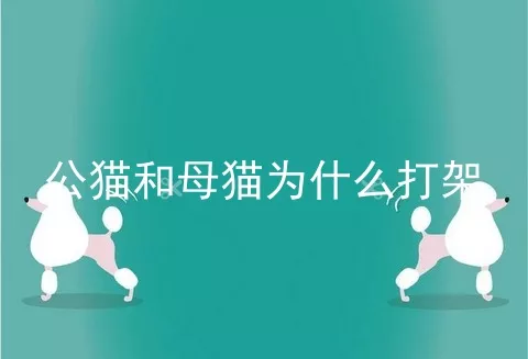 公猫和母猫为什么打架