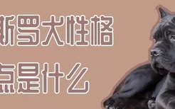 卡斯罗犬性格特点是什么