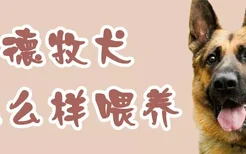 德牧犬怎么样喂养