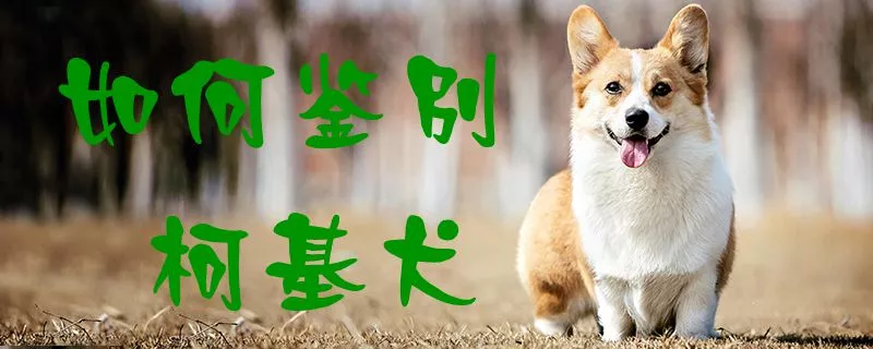 如何鉴别柯基犬1