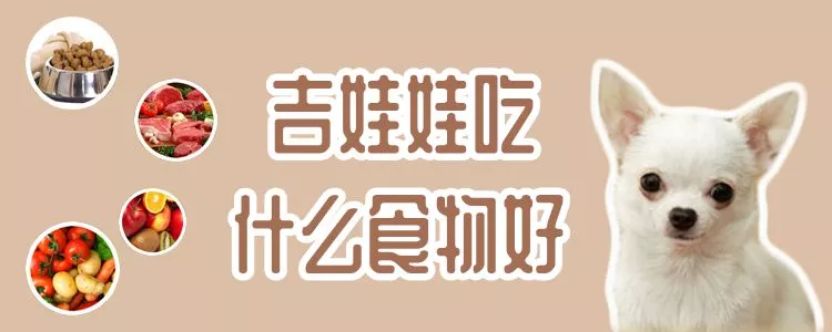 吉娃娃吃什么食物好