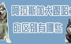 阿拉斯加犬跟哈士奇的区别有哪些